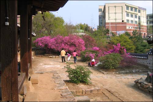 방문객들이 작은 사랑채 오숙재 앞마당에 핀 자산홍을 구경하고 있습니다. 